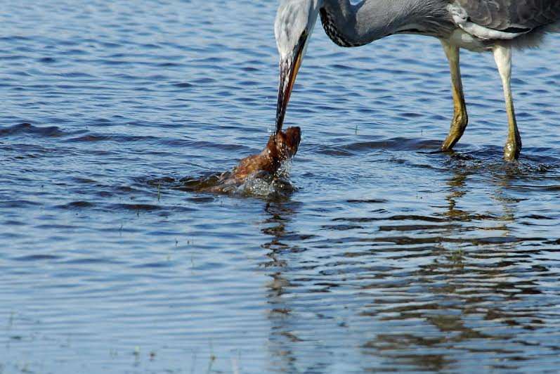 The bird dunks the weasel under the water and things are not looking good. Picture: Jonathan Forgham