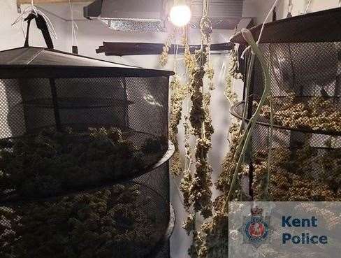 Cannabis found in the property at High Halstow