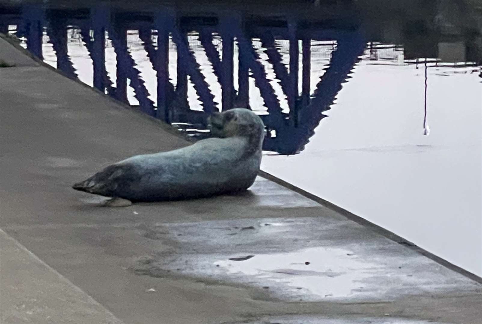 A seal has been spotted in Maidstone for the second time this week. Picture: Danilson Gomes
