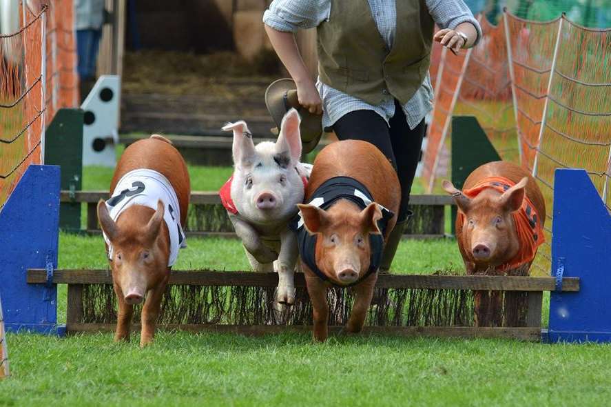 Pig racing will be at this year's Kent County Show