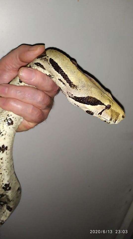 boa constrictor snake