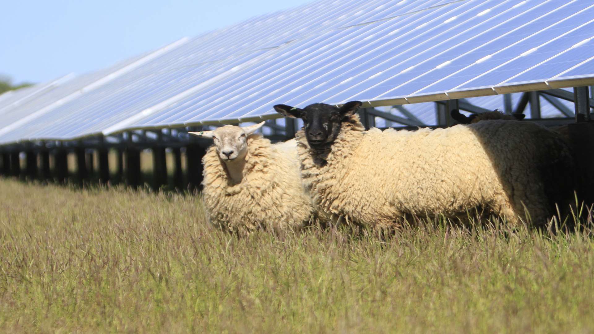 Sheep could still graze among the solar panels