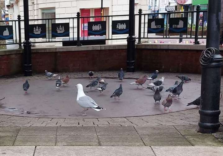 Seagulls and pigeons on the bandstand on the main street earlier this year