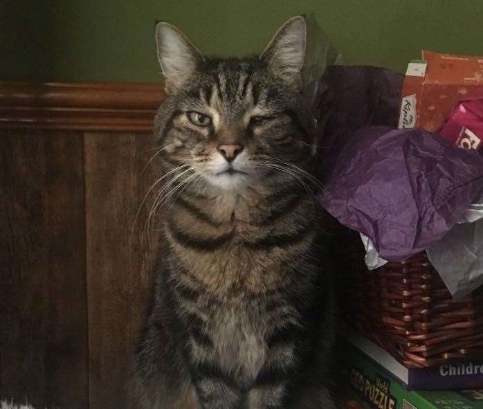 Alfie the not-so-fearsome tabby cat