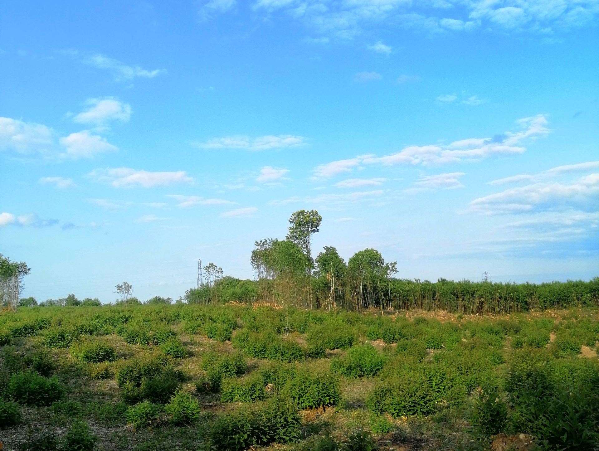 Ancient Woodland at the site