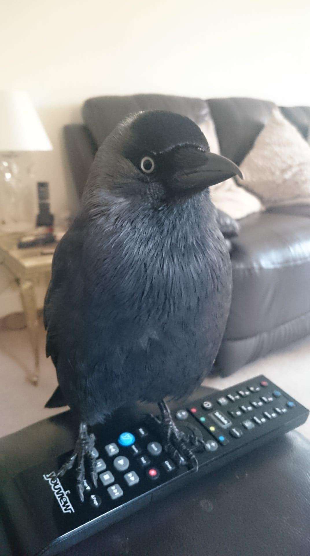 JD the missing jackdaw