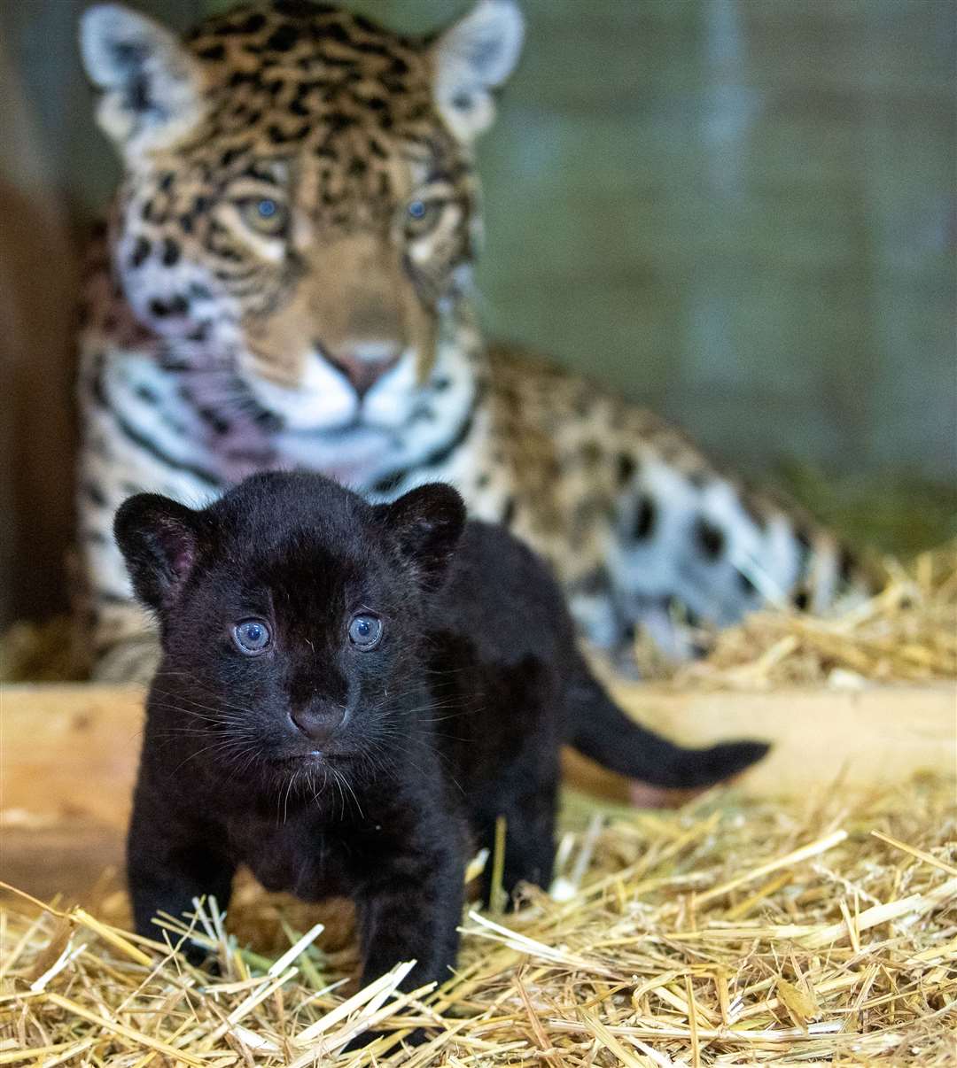 Baby the Jaguar with mum Kiera. Photo: BCS