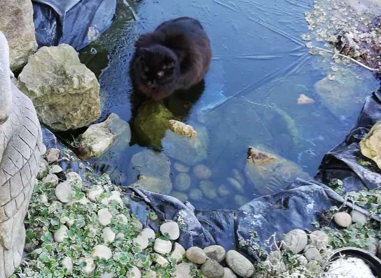 This cat was spotted sitting on a frozen pond in Rochester trying to catch the fish below