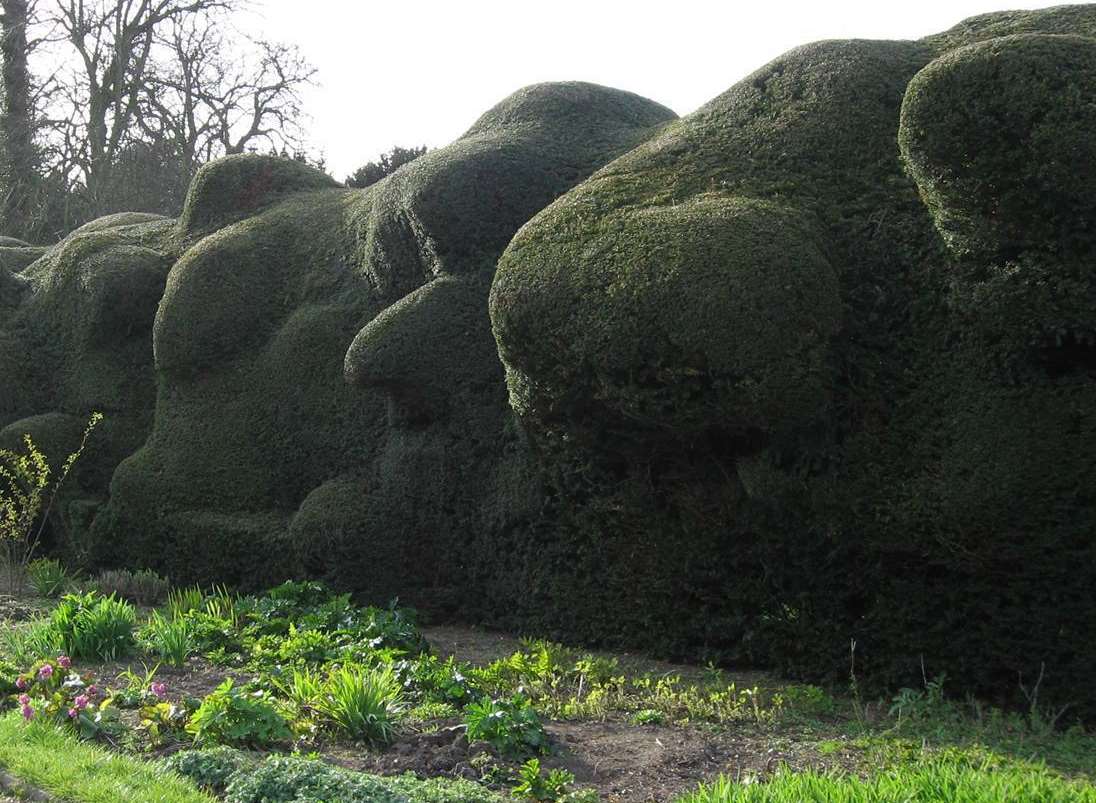 The cloud hedge - is this the Duke of Wellington's face?