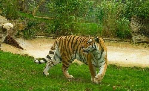 The Amur tigress was much-loved by staff and visitors