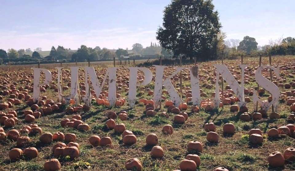 This year, Pick Your Own Pumpkin are supporting the Brain Tumour Charity.