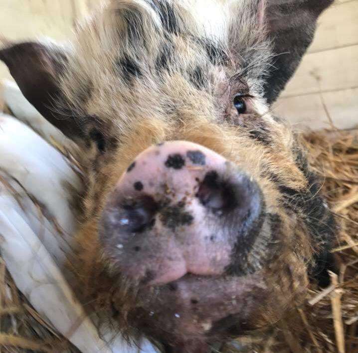 A campaign has been launched to save the life of Angel the pig