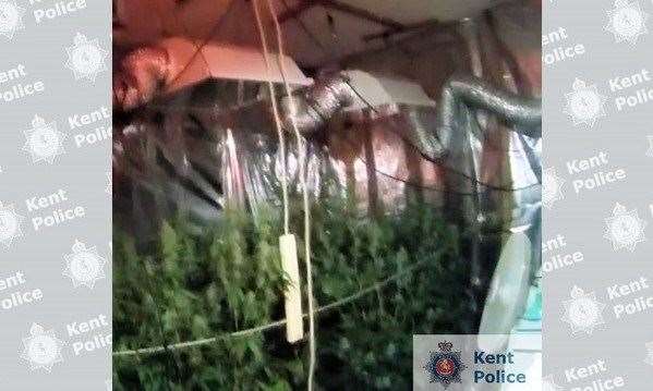 Some of the cannabis seized in Canterbury. Picture: Kent Police