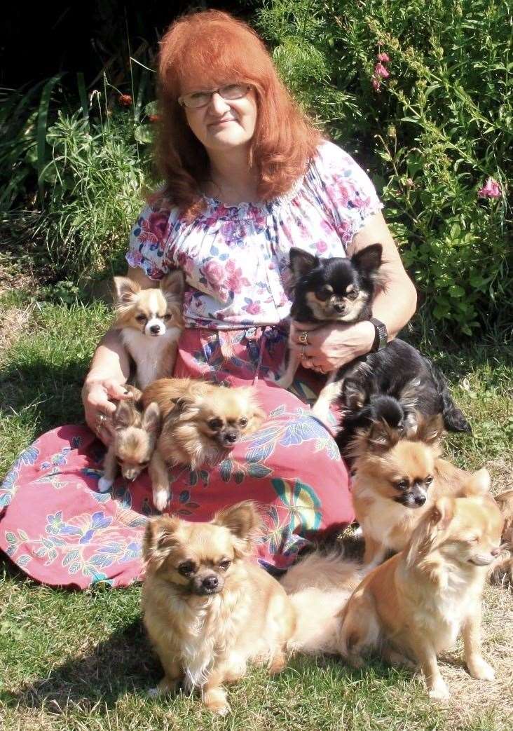 Jenny and her Chihuahuas