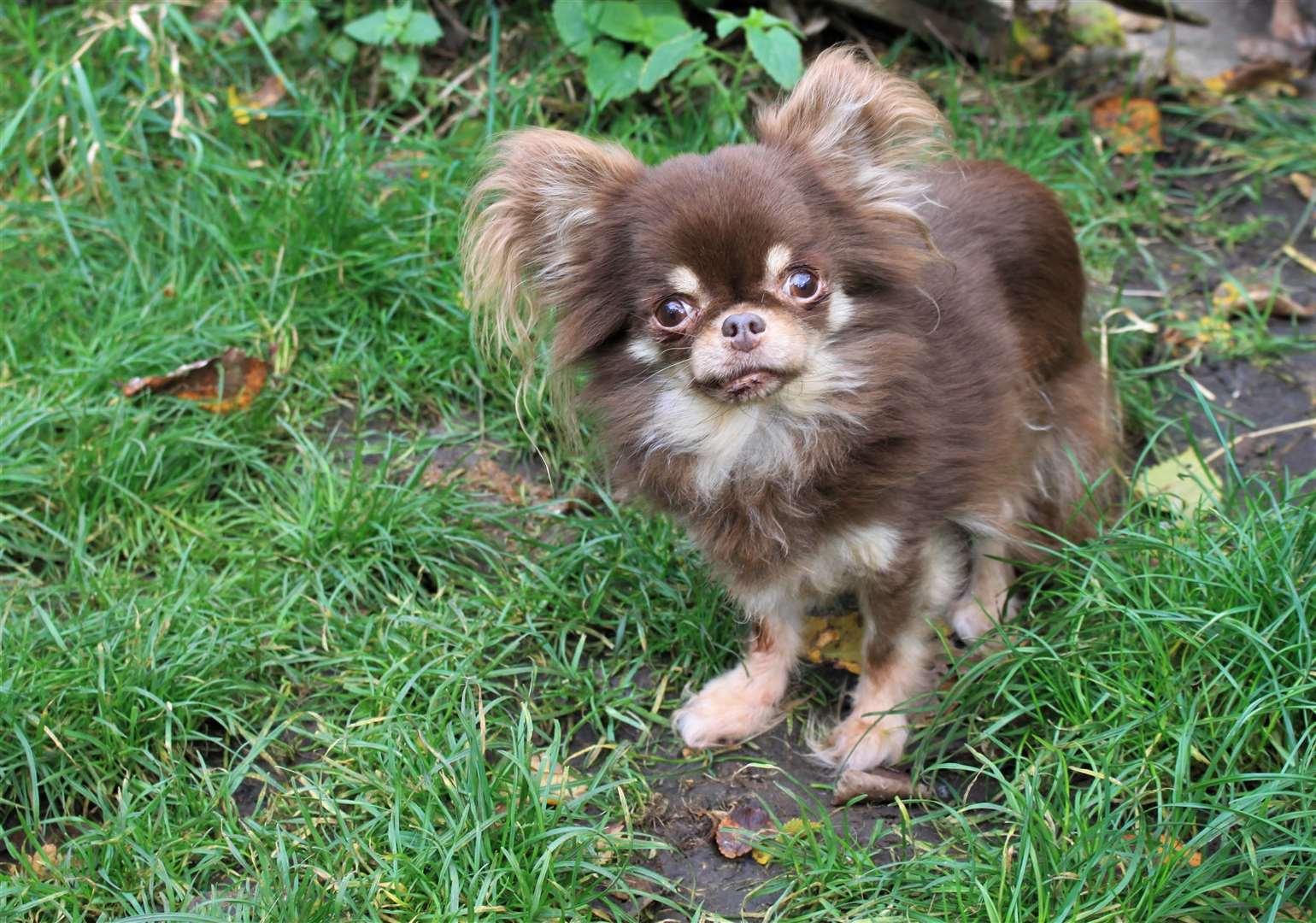 Have you seen this dog? Jenny Goode says her Chihuahua was stolen from her garden