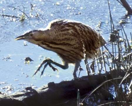 The rare bittern has been spotted at Oare Marshes