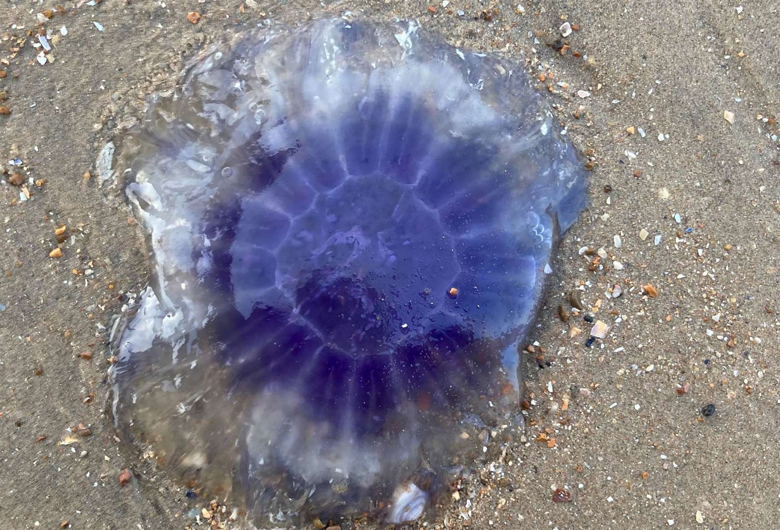 A swarm of dead jellyfish washed up on Dymchurch Beach. Picture: Jenni Regan
