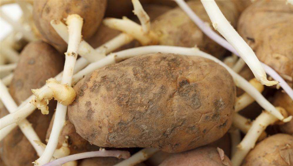 A chitting potato