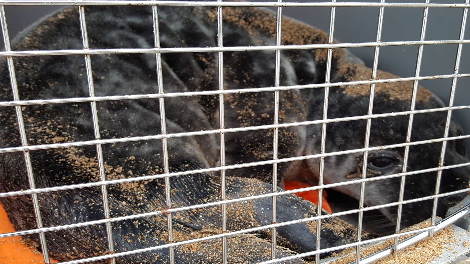 This seal pup had to be rescued yesterday. Pic: RSPCA