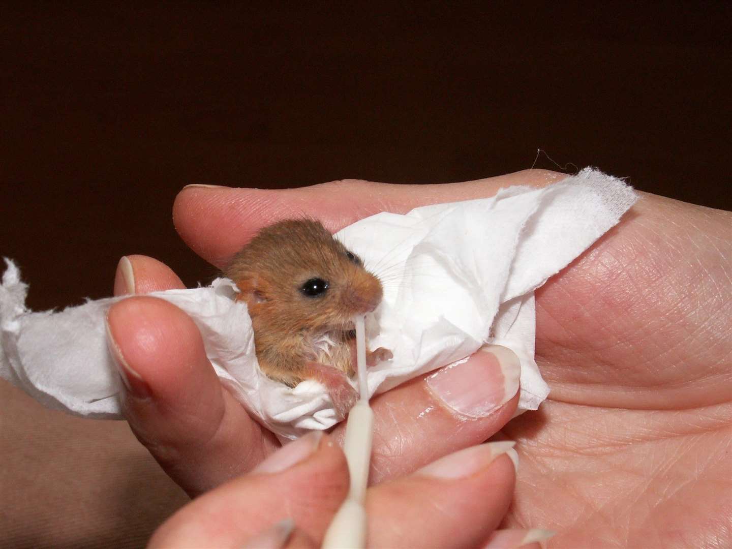 Hazel dormice have been in decline for 100 years. Picture: The Wildwood Trust
