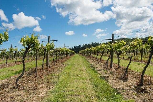 Biddenden Vineyards has been making wine for 50 years (14166978)