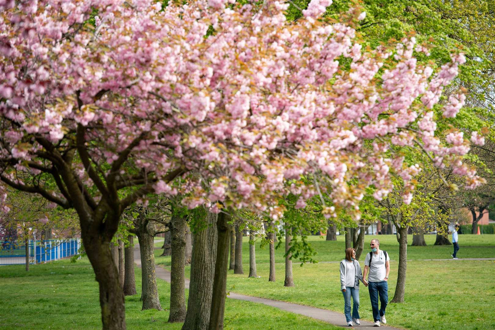 The National Trust hopes to embed an annual marking of spring blossom season (Jacob King/PA)
