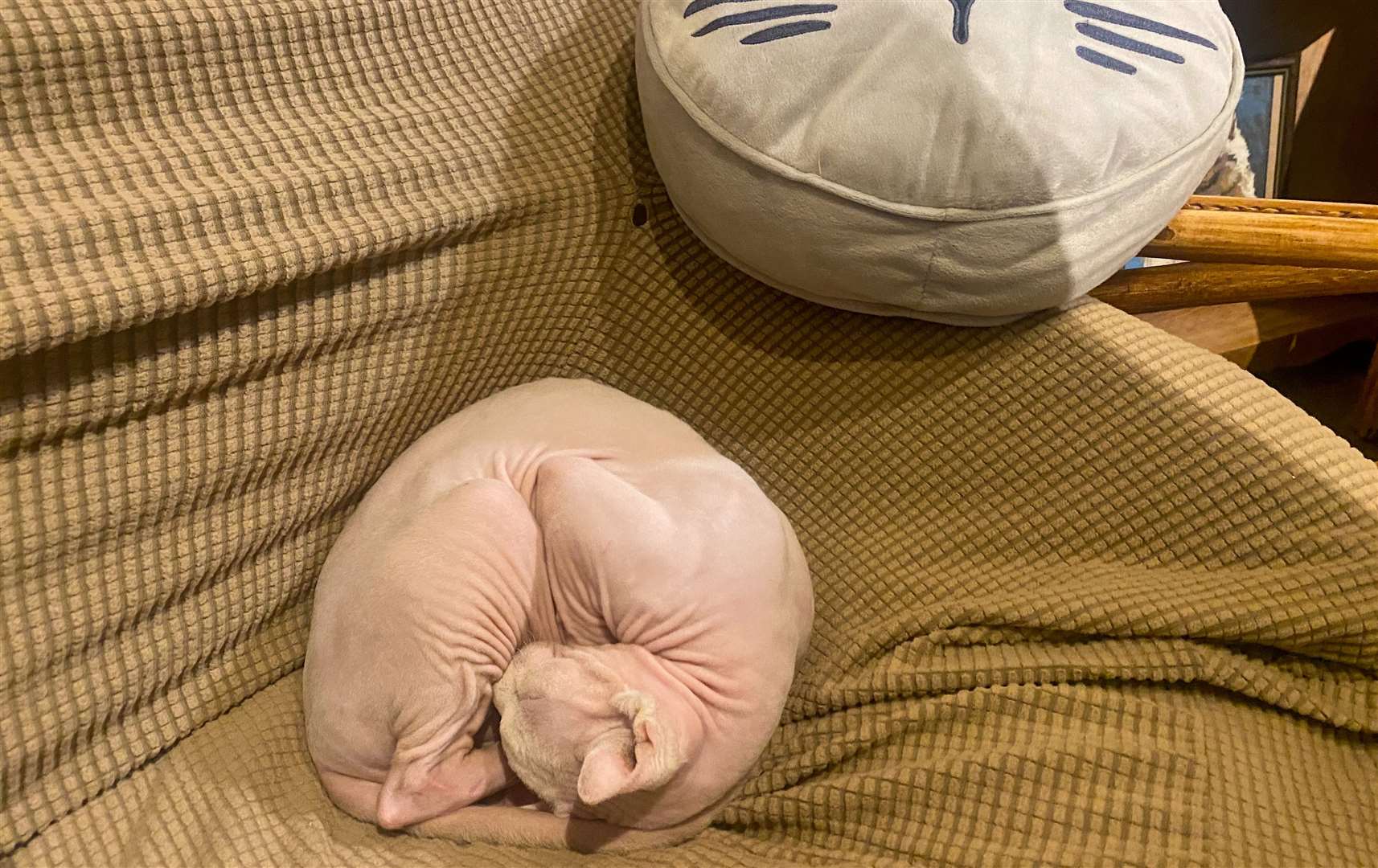 Sphynx cat Garibaldie was the first hairless cat I’d ever met and he was a sweetheart