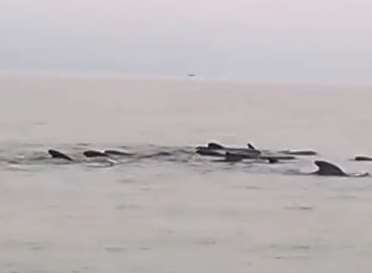 The pod of whales spent some time in the sea off Sheppey. Video still: Dave Redwood