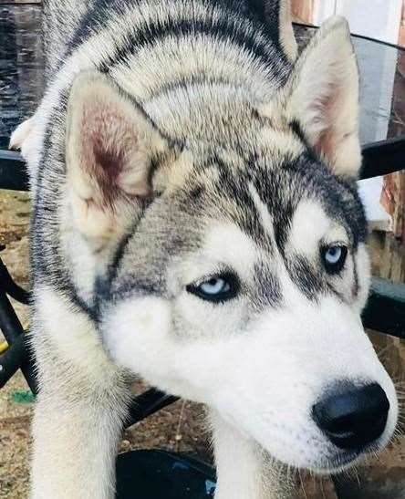 Police are looking for two husky type dogs in Ramsgate. Picture: Stock