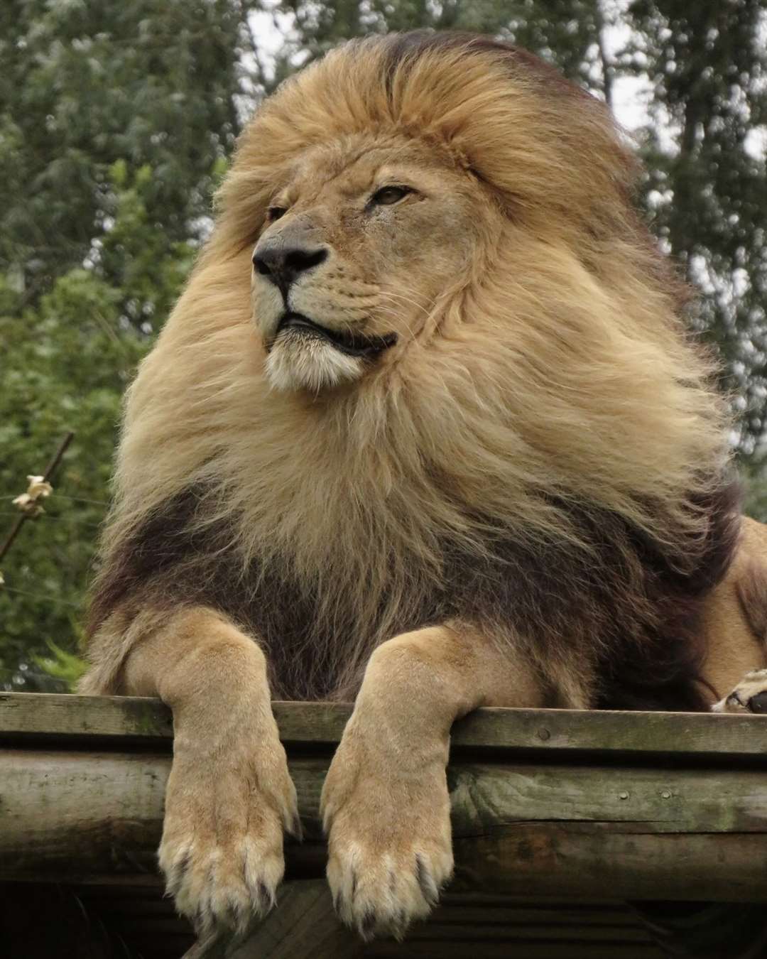 He had the largest and most luxurious mane of any lion at the sanctuary