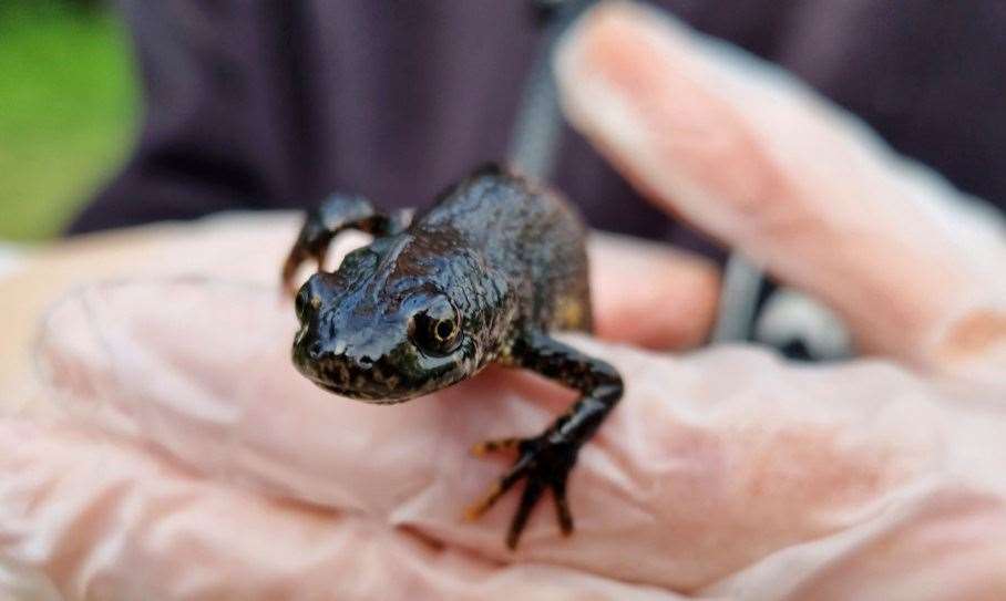 The great crested newt can be found at Deangate Ridge. Picture: Kent Wildlife Trust
