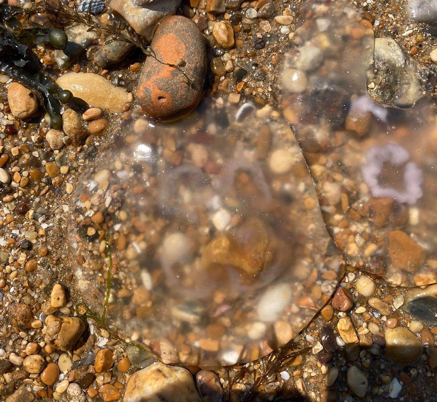 Dozens of jellyfish were washed up in Whitstable on Friday