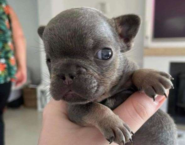 Milo as a puppy