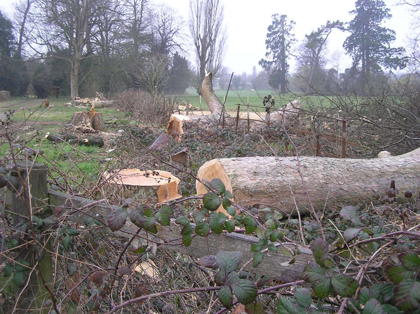 Mature trees were also felled to make way for the Leybourne/West Malling bypass. Images: Peter Cosier