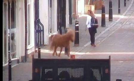 A Shetland pony goes for a runaround in Canterbury city centre