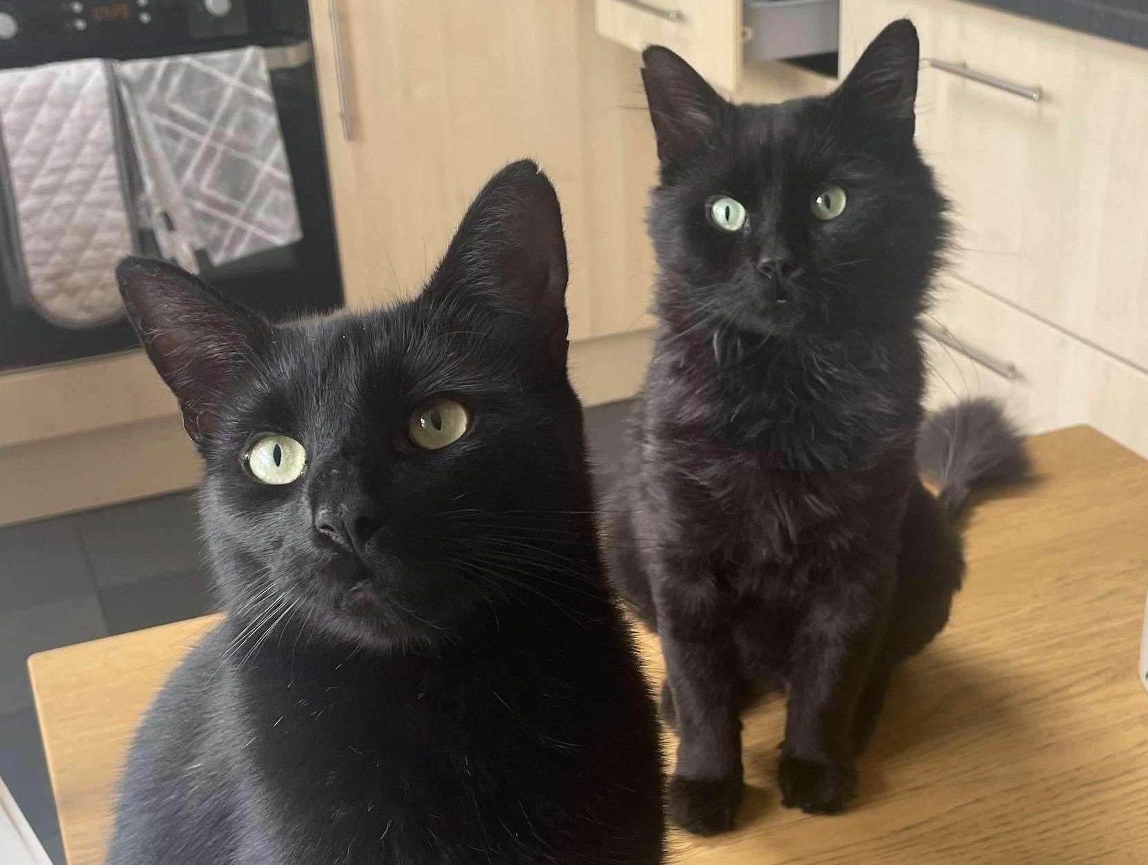 According to the RSPCA, it takes black cats more than three times longer to find homes than other cats