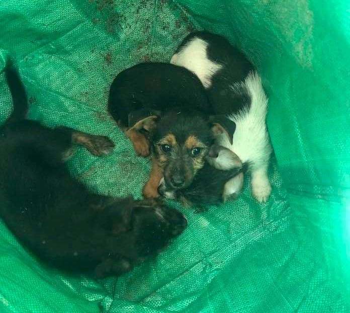 The first three puppies found dumped in Woodnesborough. Picture: Susan McDonald