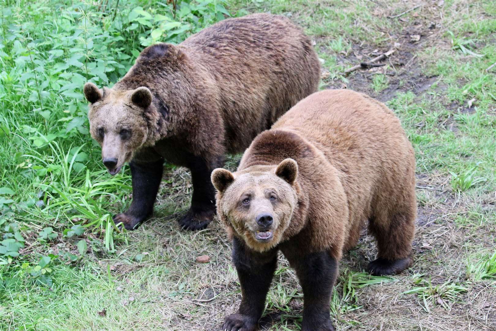 Meet the insects and other fascinating animals, such as brown bears Fluff and Scruff, at Wildwood near Herne Bay. Picture: Wildwood Trust