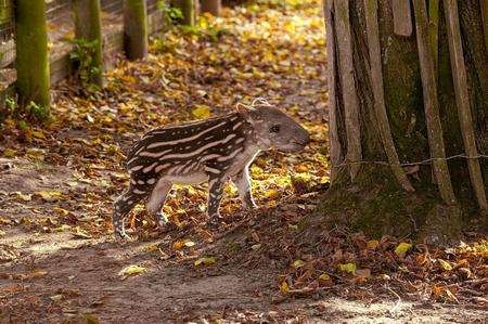 A new infant tapir gets used to its new surroundings at Howletts wild animal park near Canterbury following its birth at the end of October.