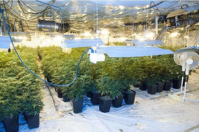 The discovery of more than 800 cannabis plants found at a disused social club in Stoke Road in May.