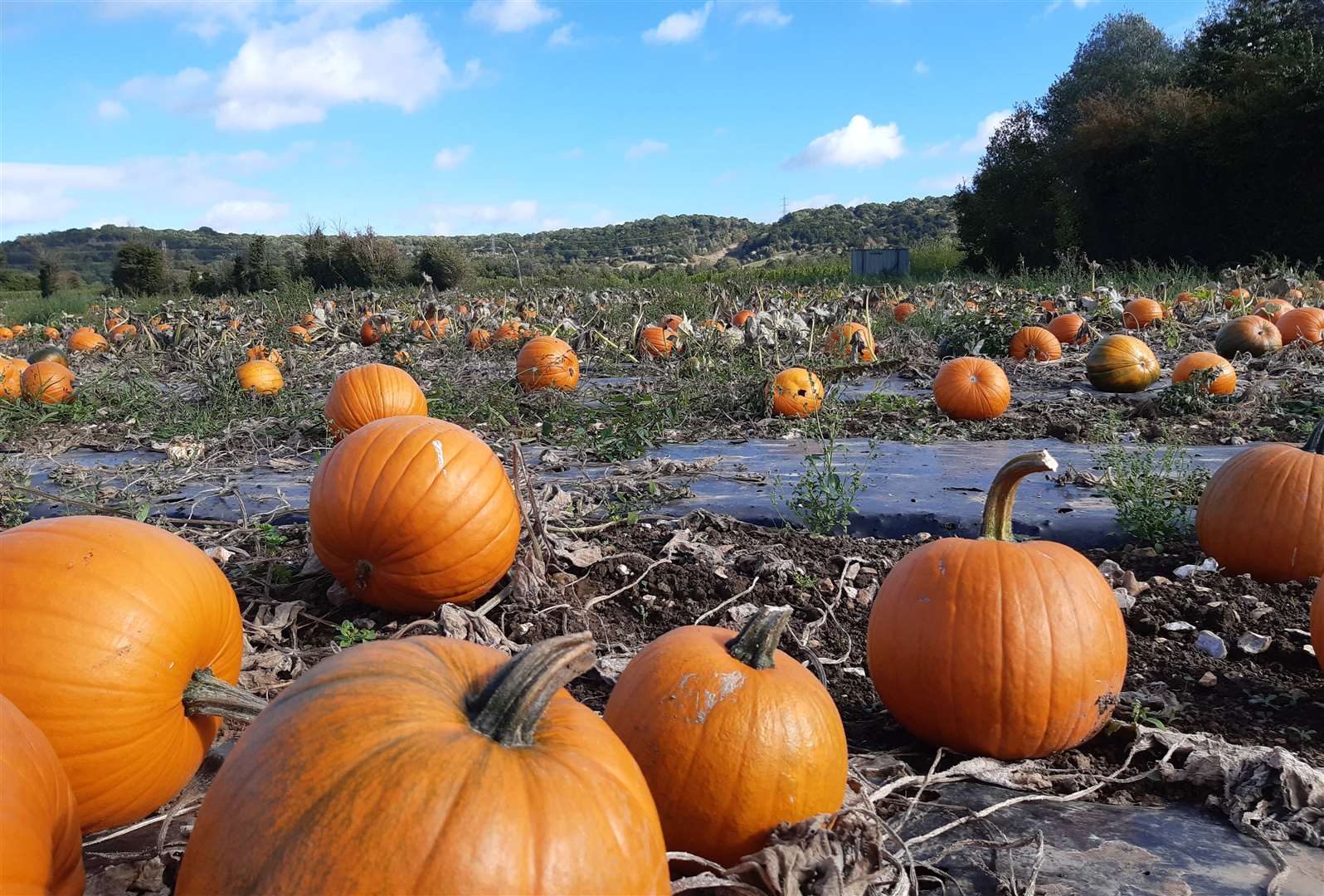 Picking your own pumpkin has been growing in popularity over the years