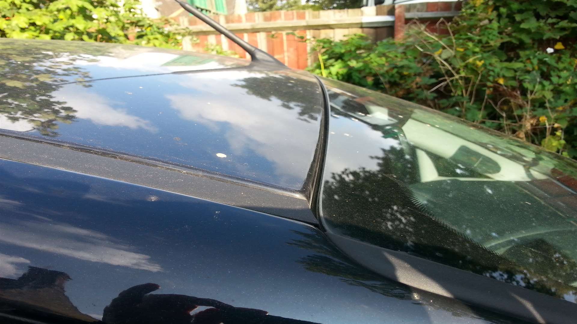 The yellow spots on cars in Maidstone are from bees