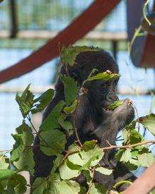 Jouki munches on his edible plant grub at Howletts, Canterbury. Picture: Dave Rolfe.