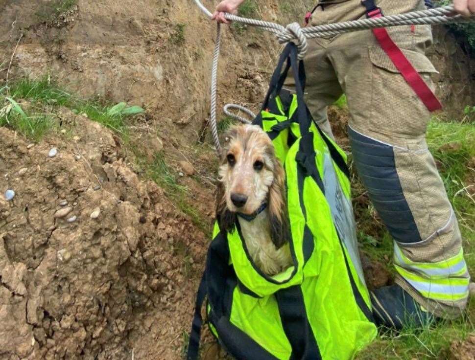 Safe: One of the four dogs rescued by firefighters after falling down a cliff at Minster, Sheppey. Picture: KFRS