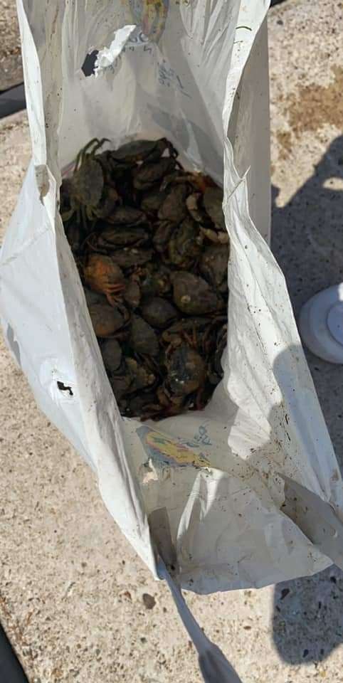 A haul of crabs recovered by residents and returned to the water after they were lifted from the water on the beach in Grain