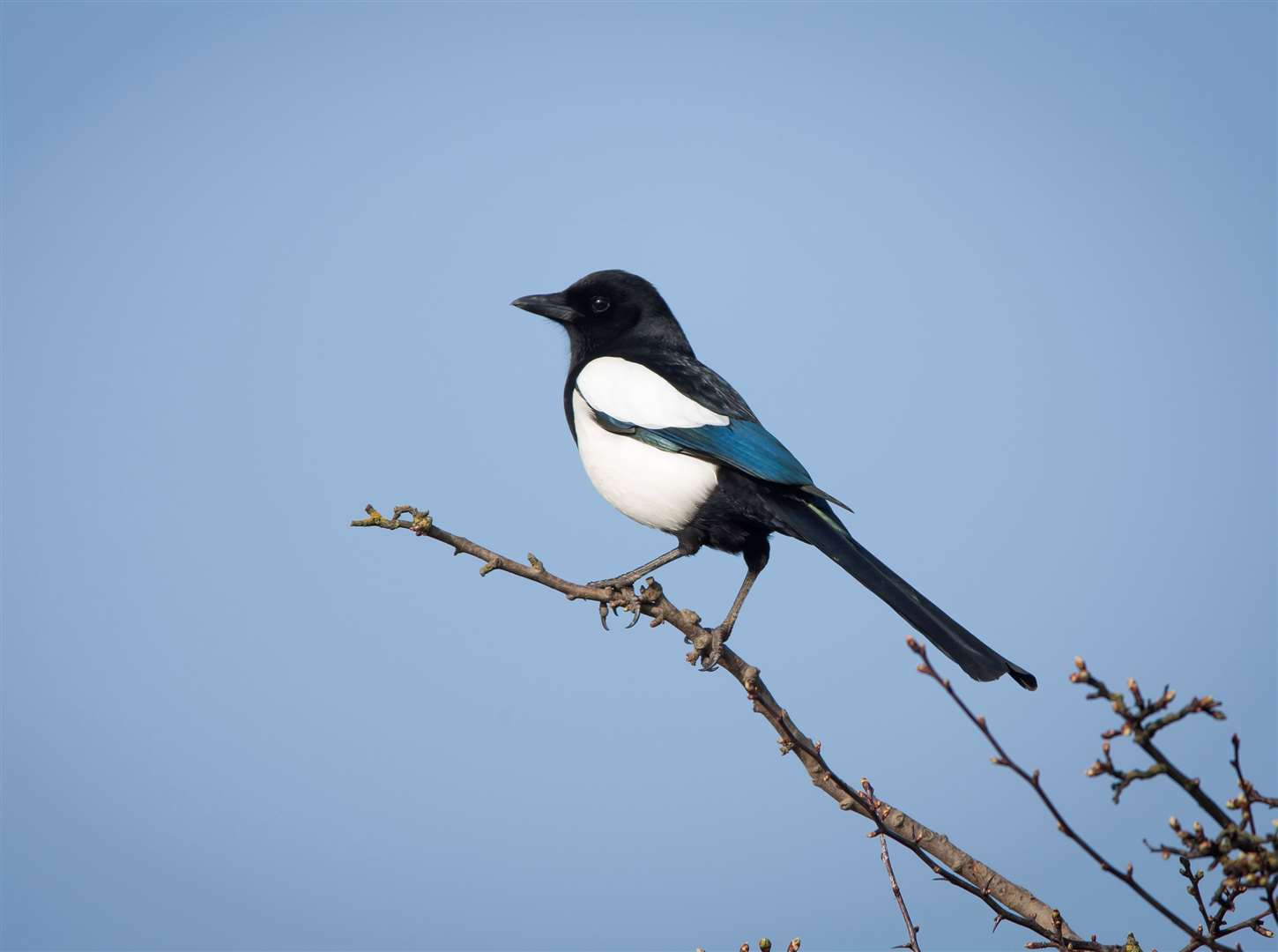 One for sorrow? It is if you're superstitious