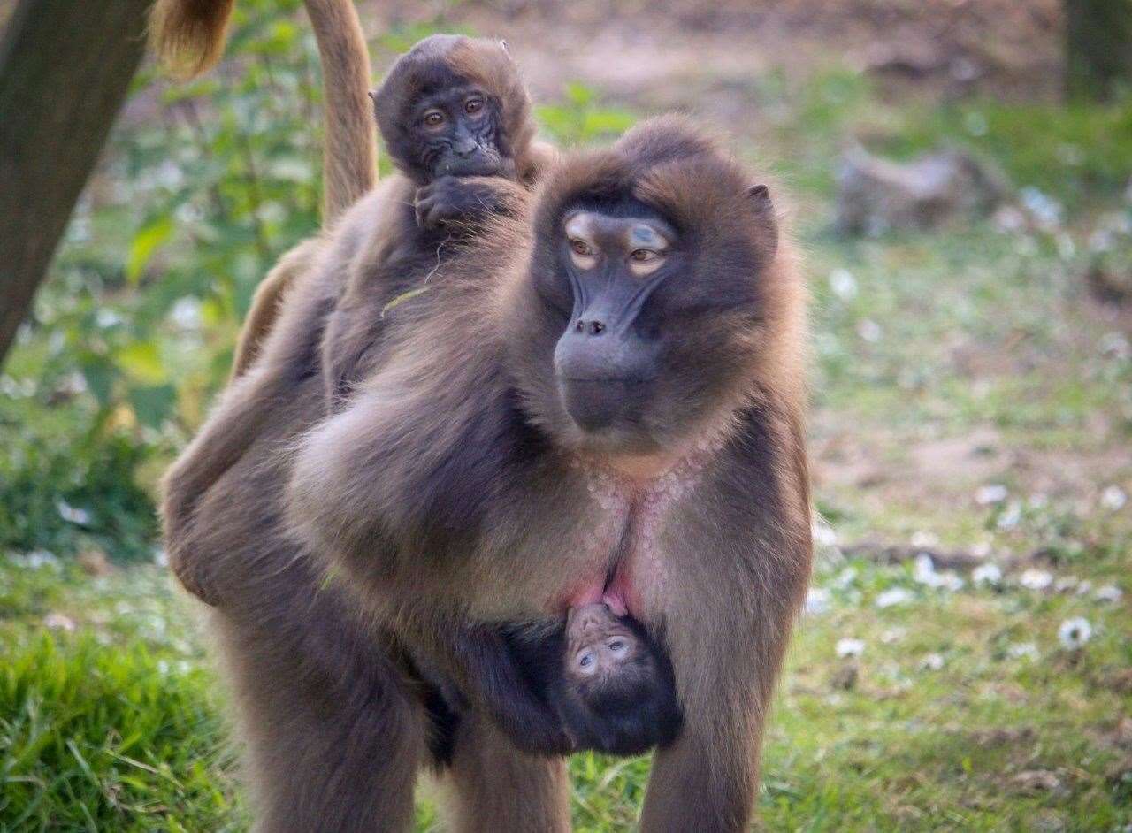 Baby Gelada Baboons are carried by thier mothers at Howletts Wild Animal Park (11232720)