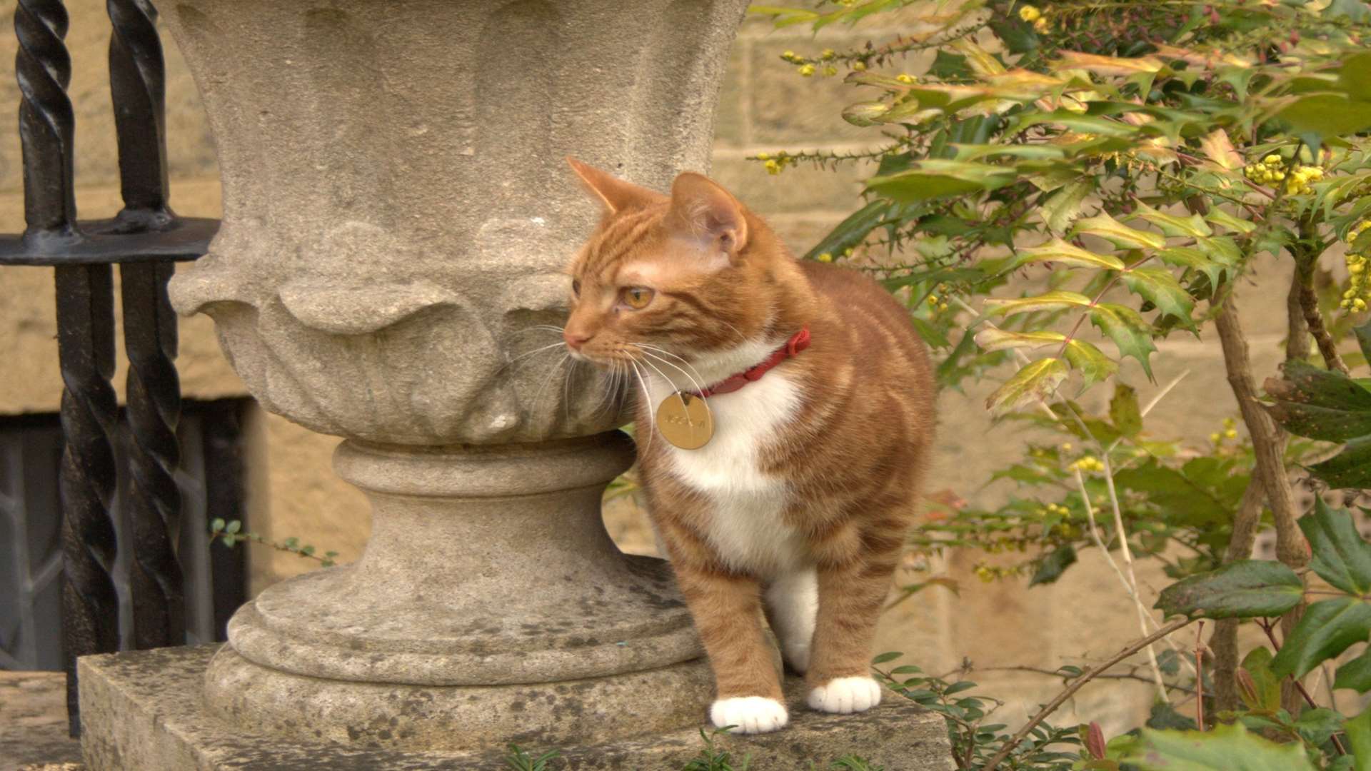 You might see Jock the cat at Chartwell this summer Picture: Iain Carter, National Trust