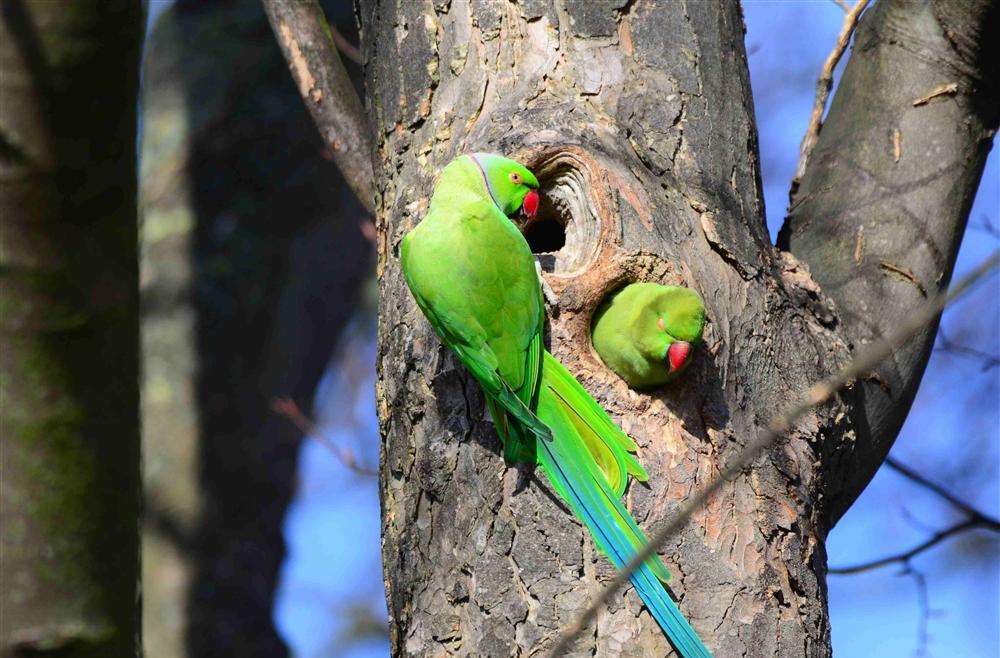 Rose-ringed parakeets in Ramsgate's King George VI Park. Picture: Simon Tollington.