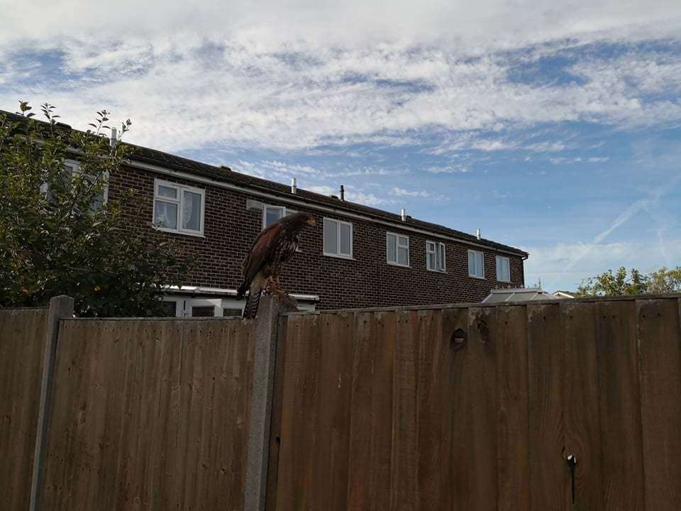 The Harris hawk on the garden fence